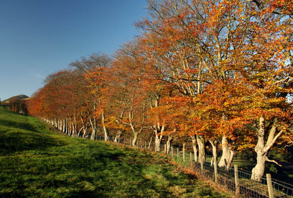 Beech Trees and Carnethy Hill